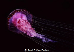 Compass jelly fish acts as a thermometer and is an indica... by Peet J Van Eeden 